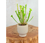 Plantenpot "Betsie" - roze | 8,5cm