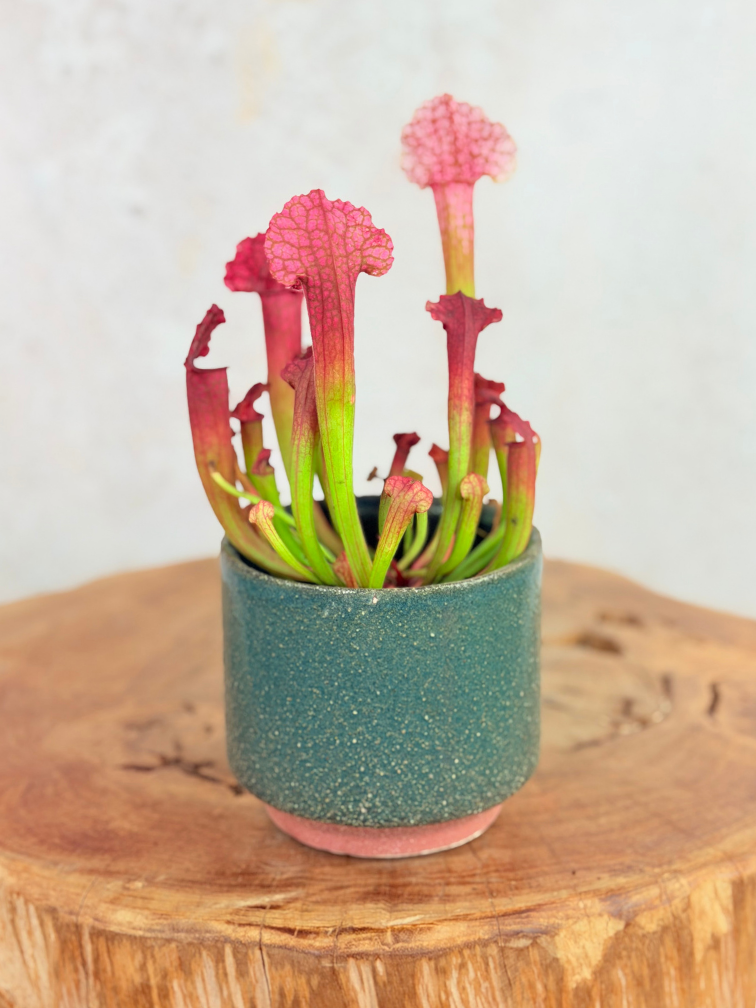 Plantenpot "Gerrit" - Groen | 8,5cm