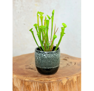 Plantenpot "Nel" - Zwart/wit | 8,5cm