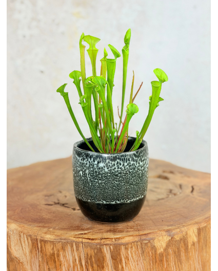 Plantenpot "Nel" - Zwart/wit | 8,5cm