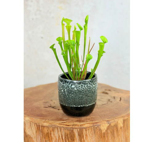 Plantenpot "Nel" - Zwart/wit | 8,5cm
