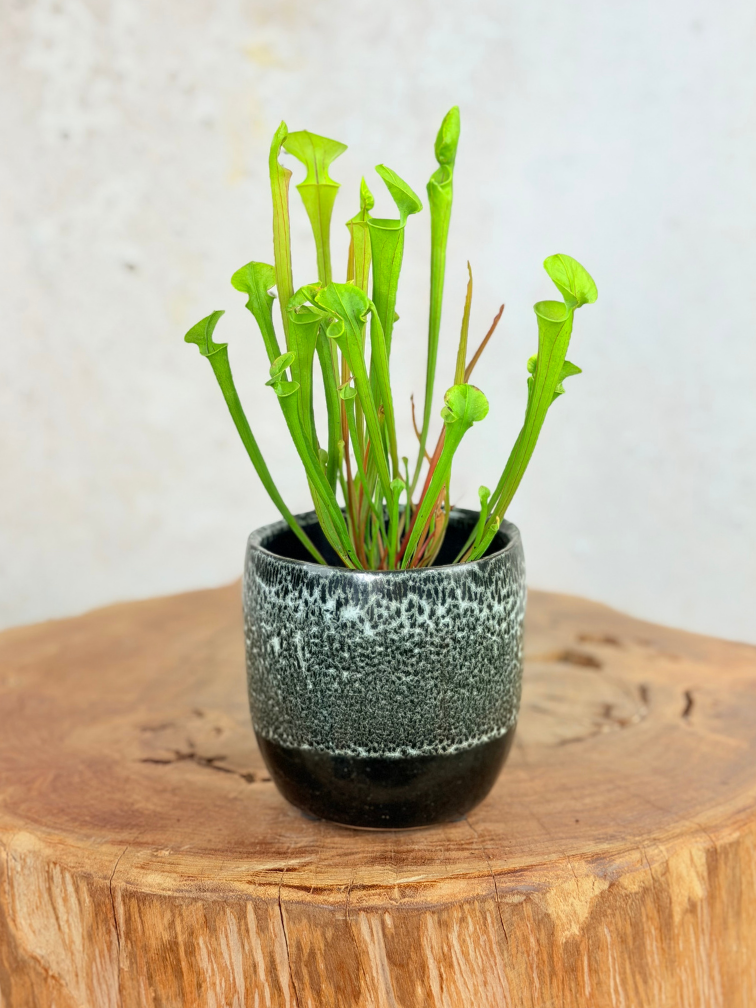 Plantenpot "Nel" - Zwart/wit | 8,5cm