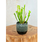Plantenpot "Nel" - Zwart/wit | 8,5cm