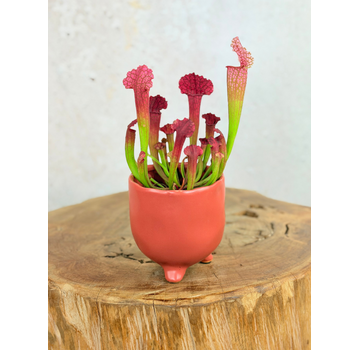 Plantenpot "Elly" - Mat rood |  8,5cm