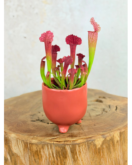 Plantenpot "Elly" - Mat rood | 8,5cm