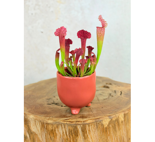 Plantenpot "Elly" - Mat rood | 8,5cm