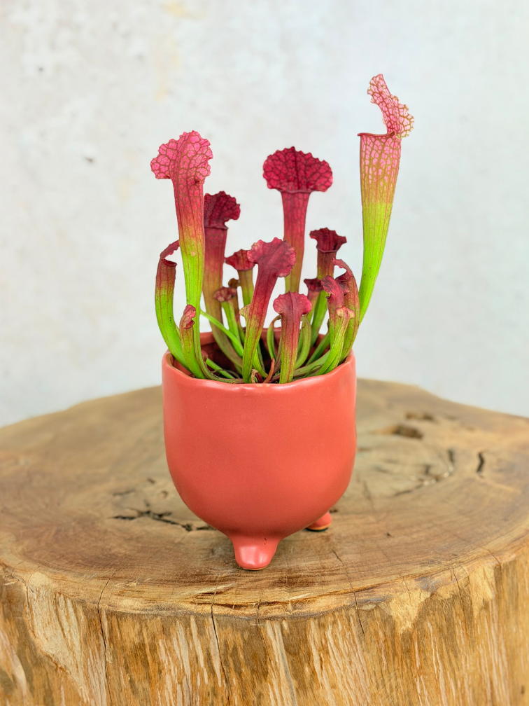 Plantenpot "Elly" - Mat rood | 8,5cm