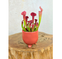 Plantenpot "Elly" - Mat rood |  8,5cm
