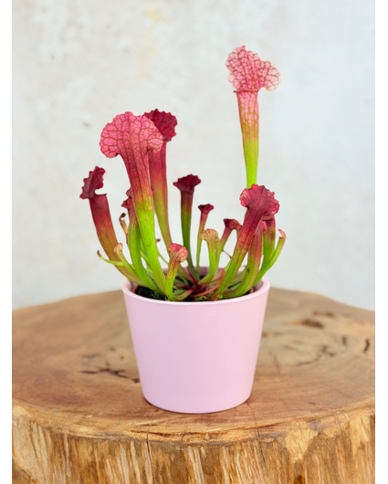 Plantenpot "Drika" - Pink | 8,5cm