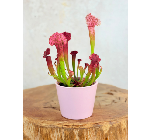 Plantenpot "Drika" - Pink  | 8,5cm