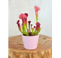 Plantenpot "Drika" - Pink  | 8,5cm