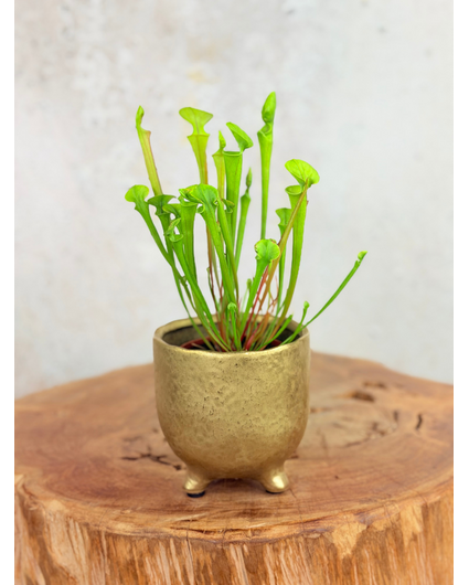 Pot Elly 'Shiny Gold' | 8,5cm