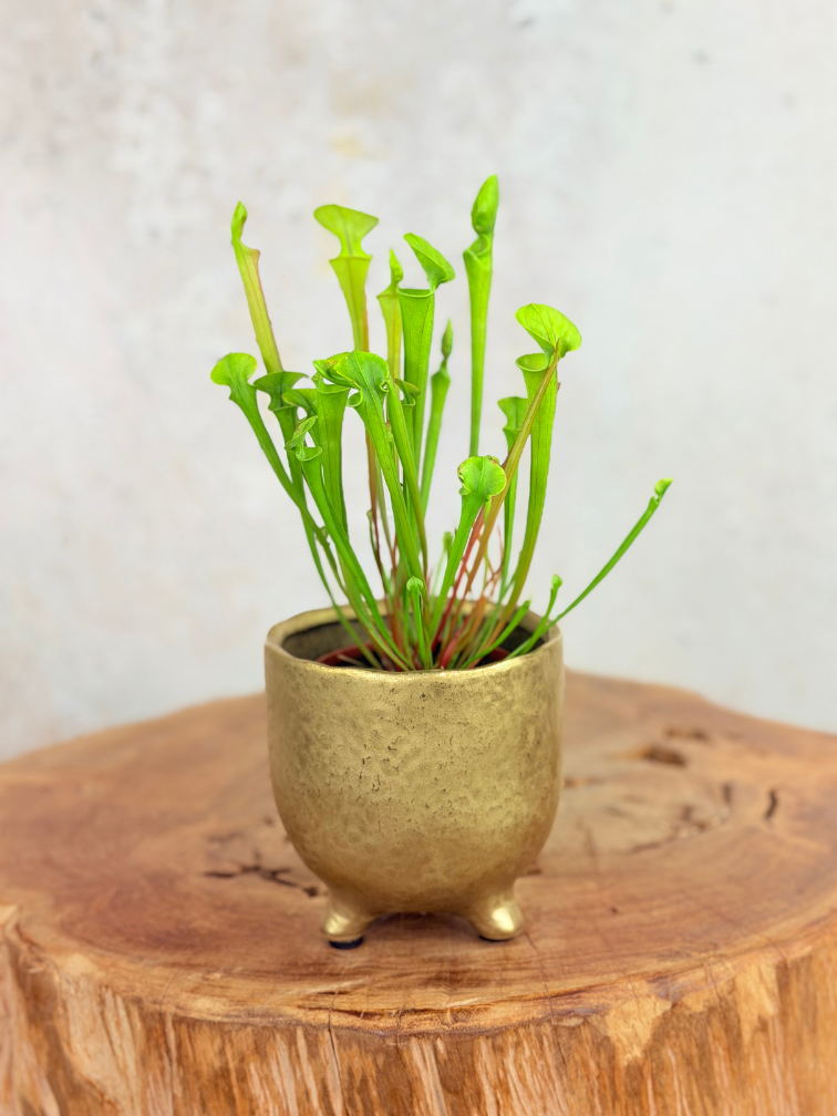 Pot Elly 'Shiny Gold' | 8,5cm