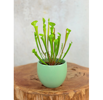 Plantenpot "Antje" - groen | 8,5cm