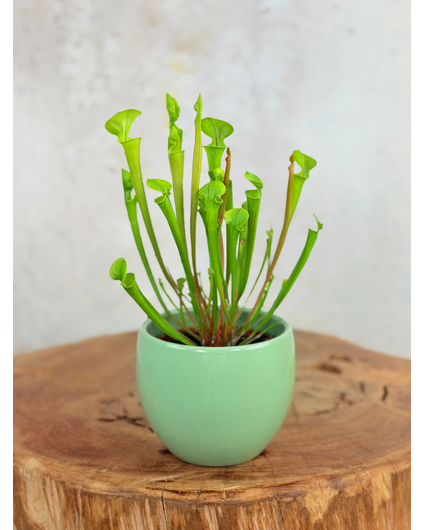 Plantenpot "Antje" - groen | 8,5cm