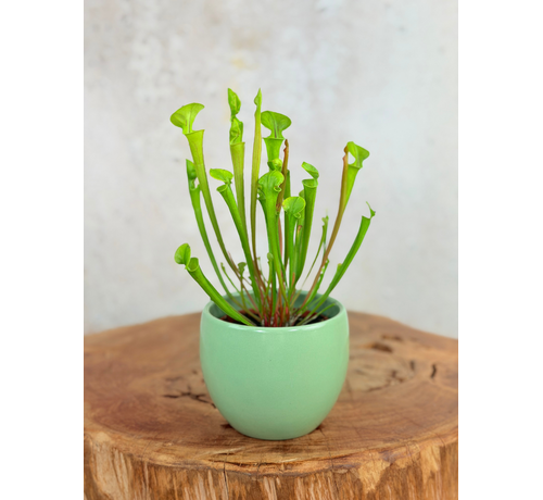 Plantenpot "Antje" - groen | 8,5cm