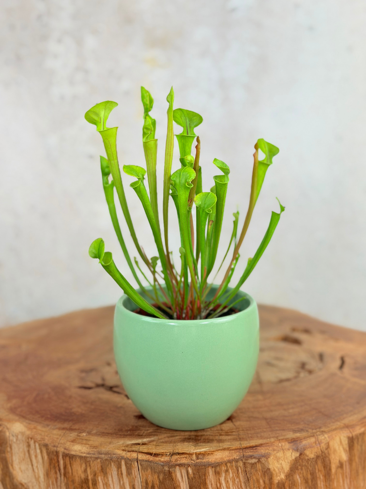 Plantenpot "Antje" - groen | 8,5cm