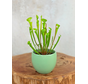Plantenpot "Antje" - groen | 8,5cm
