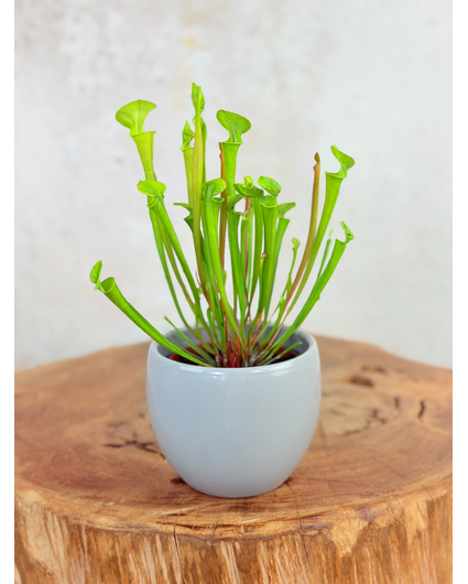 Plantenpot "Antje" - grijs | 8,5cm