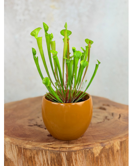 Plantenpot "Antje" - bruin | 8,5cm