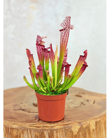 Trompetbekerplant "Leucophylla" - classic | ø 8,5 cm x ↕ 15 cm