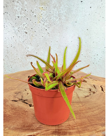 Zonnedauw "Adelae" | ø 8,5 cm x ↕ 10 cm