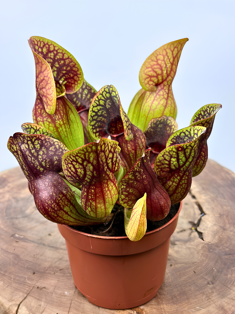 Trompetbekerplant "Hans" - groot | ø 12 cm x ↕ 15-20 cm