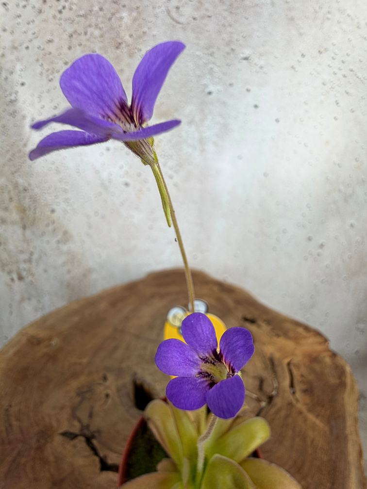 Vetblad "Gypsicola x Agnata" | ø 8,5 cm x ↕ 10 cm