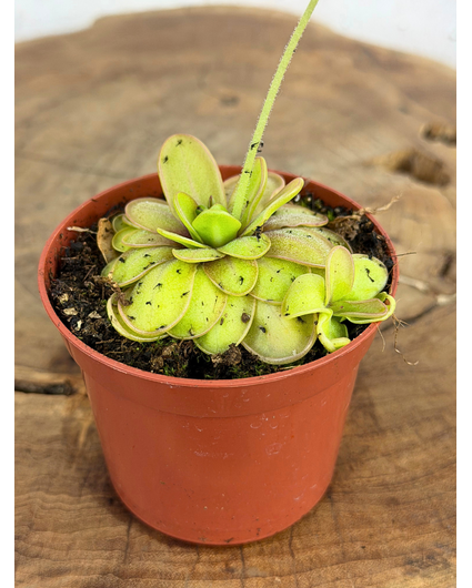 Vetblad "Emarginata x Hemiepiphytica" | ø 8,5 cm x ↕ 5 cm