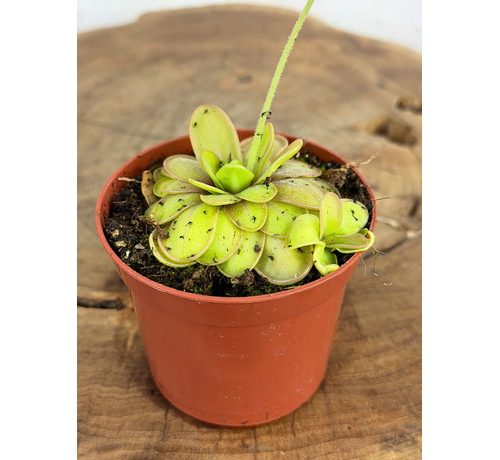 Vetblad "Emarginata x Hemiepiphytica" | ø 8,5 cm x ↕ 5 cm