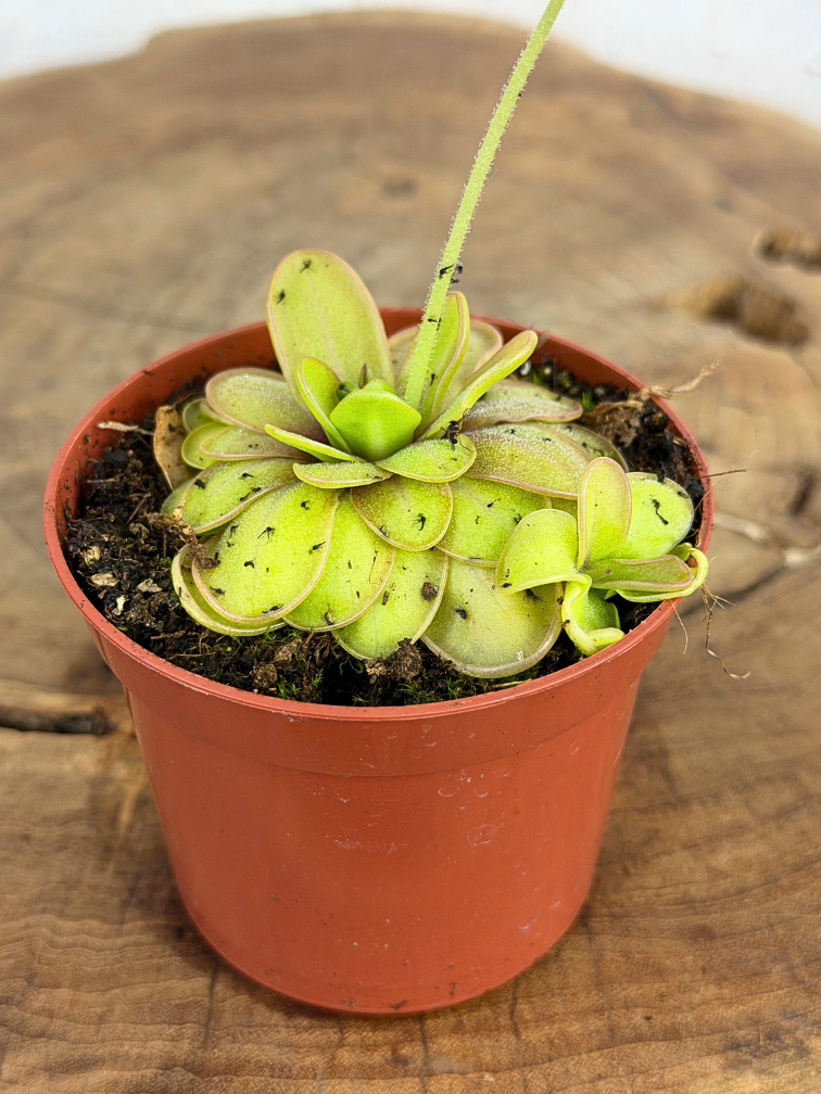 Vetblad "Emarginata x Hemiepiphytica" | ø 8,5 cm x ↕ 5 cm