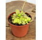 Vetblad "Emarginata x Hemiepiphytica" | ø 8,5 cm x ↕ 5 cm