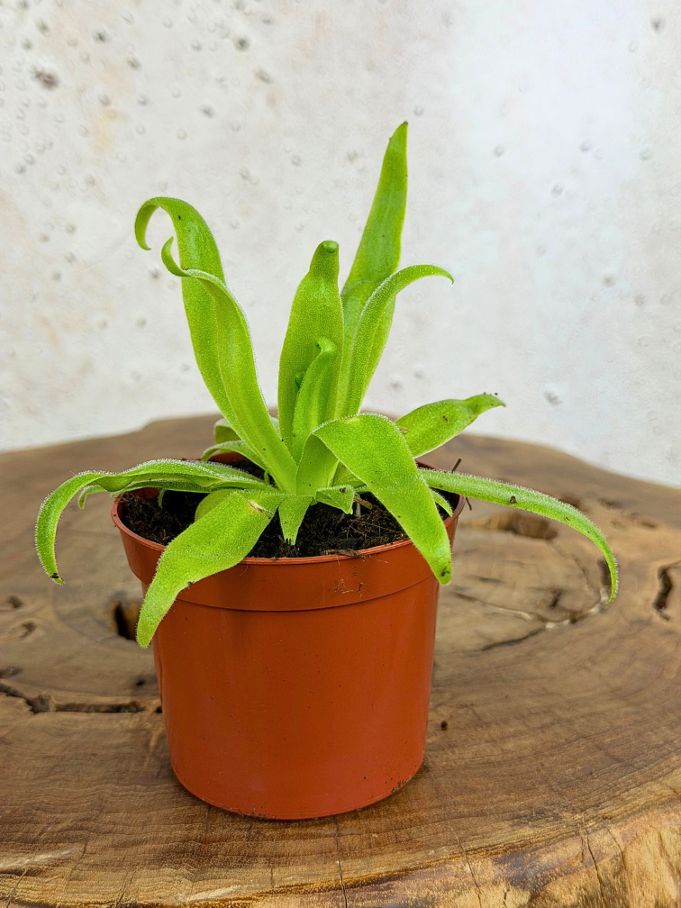 Vetblad "Aphrodite" | ø 8,5 cm x ↕ 10 cm