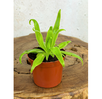 Vetblad "Aphrodite" | ø 8,5 cm x ↕ 10 cm