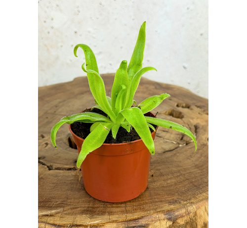 Vetblad "Aphrodite" | ø 8,5 cm x ↕ 10 cm