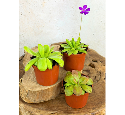 Pinguicula (Vetblad) mix - 3 stuks