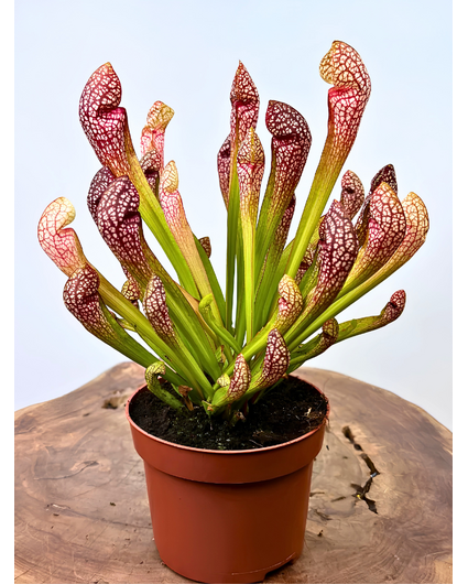 Trompetbekerplant "Scarlet Belle" - groot | ø 12 cm x ↕ 20 cm