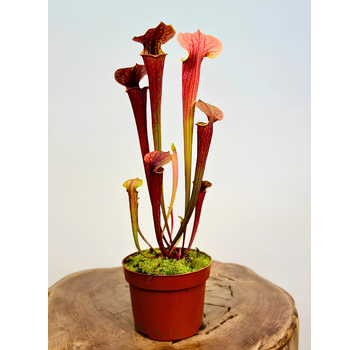 Trompetbekerplant "Tygo" - groot | ø 12 cm x ↕ 30-35 cm