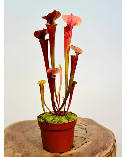 Trompetbekerplant "Tygo" - groot | ø 12 cm x ↕ 30-35 cm