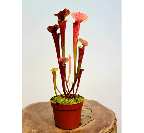 Trompetbekerplant "Tygo" - groot | ø 12 cm x ↕ 30-35 cm