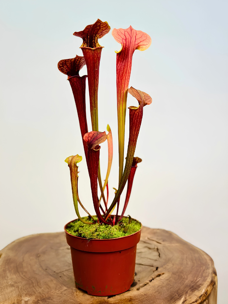 Trompetbekerplant "Tygo" - groot | ø 12 cm x ↕ 30-35 cm