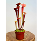Trompetbekerplant "Tygo" - groot | ø 12 cm x ↕ 30-35 cm