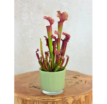 Plantenpot "Sien" - groen | 9cm