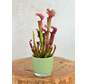 Plantenpot "Sien" - groen | 9cm