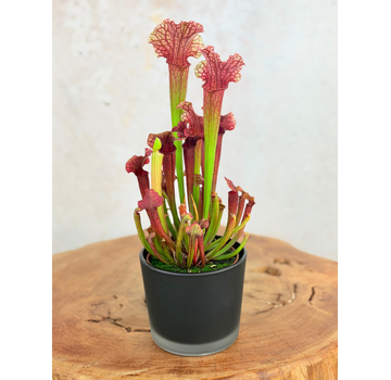 Plantenpot "Sien" - matzwart | 9cm