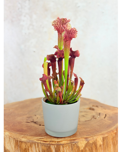 Plantenpot "Sien" - grijs | 9cm
