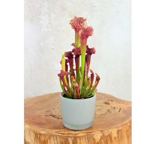 Plantenpot "Sien" - grijs | 9cm