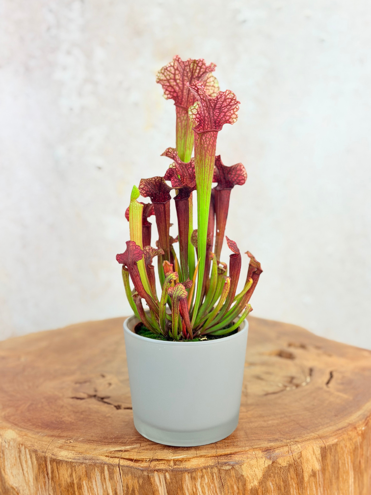 Plantenpot "Sien" - grijs | 9cm
