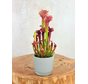 Plantenpot "Sien" - grijs | 9cm