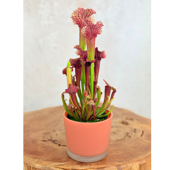 Plantenpot "Sien" - oranje | 9cm